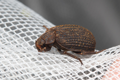 Trogidae