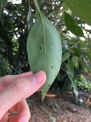 Cinnamomum camphora