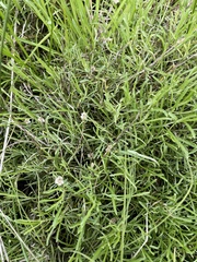 Calocephalus lacteus