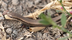 Ablepharus deserti