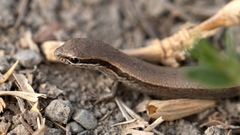 Ablepharus deserti