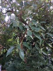 Cinnamomum camphora