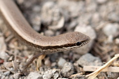 Ablepharus deserti
