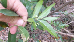 Kraussia floribunda