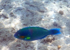 Scarus rivulatus