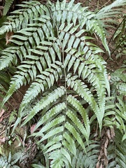 Diplazium dilatatum