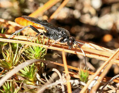 Protichneumon