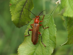 Cantharis livida