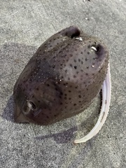Leucoraja erinaceus