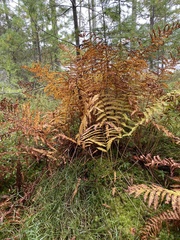 Osmunda claytoniana
