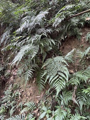 Diplazium dilatatum