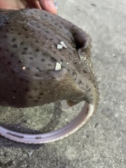 Leucoraja erinaceus