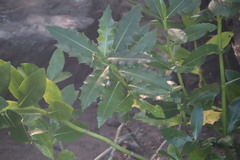 Acanthus ilicifolius