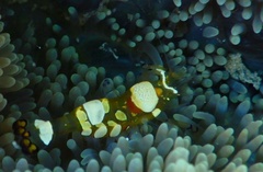 Ancylocaris brevicarpalis