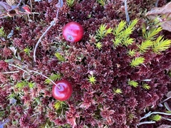 Vaccinium macrocarpon