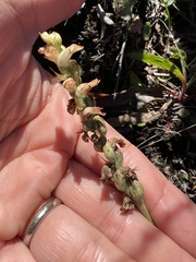 Spiranthes arcisepala