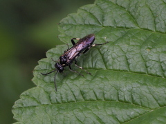 Macrophya albicincta