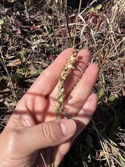 Spiranthes arcisepala