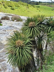 Cordyline australis