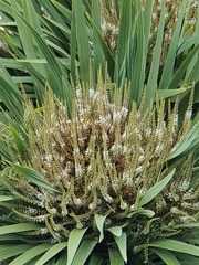 Cordyline australis