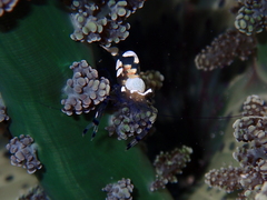 Ancylocaris brevicarpalis