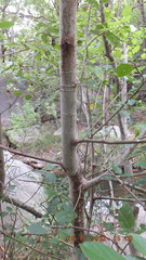 Ficus sycomorus sycomorus