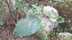 Ficus sycomorus sycomorus