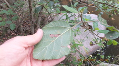 Ficus sycomorus sycomorus