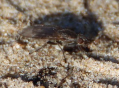 Fucellia
