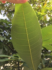 Pachira glabra