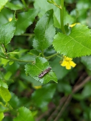 Therevidae