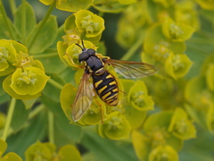 Chrysotoxum cautum