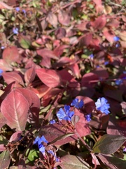 Ceratostigma plumbaginoides