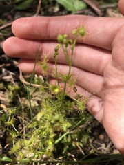 Drosera hookeri