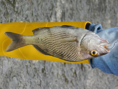 Haemulon scudderii