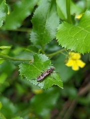 Therevidae