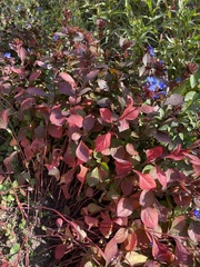 Ceratostigma plumbaginoides