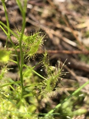 Drosera hookeri