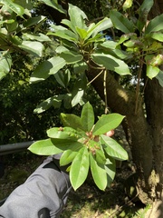 Daphniphyllum oldhami