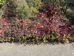 Ceratostigma plumbaginoides