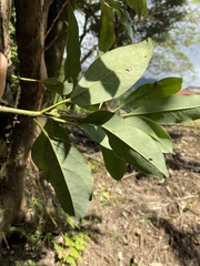 Daphniphyllum oldhami