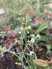 Cynoglossum australe