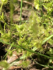 Drosera hookeri