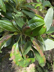 Daphniphyllum oldhami