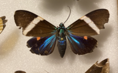 Hypocrita albimacula