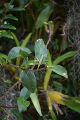 Anthurium scandens