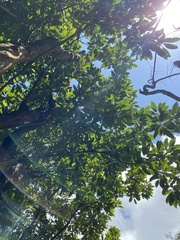 Daphniphyllum oldhami