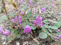 Grona heterocarpos