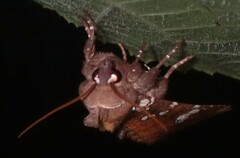 Papaipema marginidens