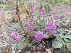 Grona heterocarpos